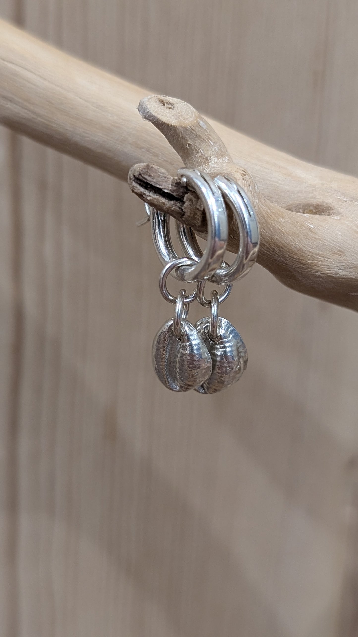 Silver Cowrie shell huggies