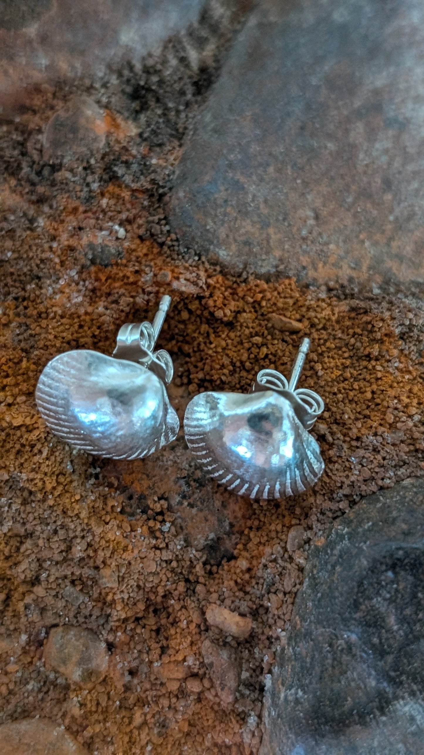 Medium Silver cockle shell stud earrings