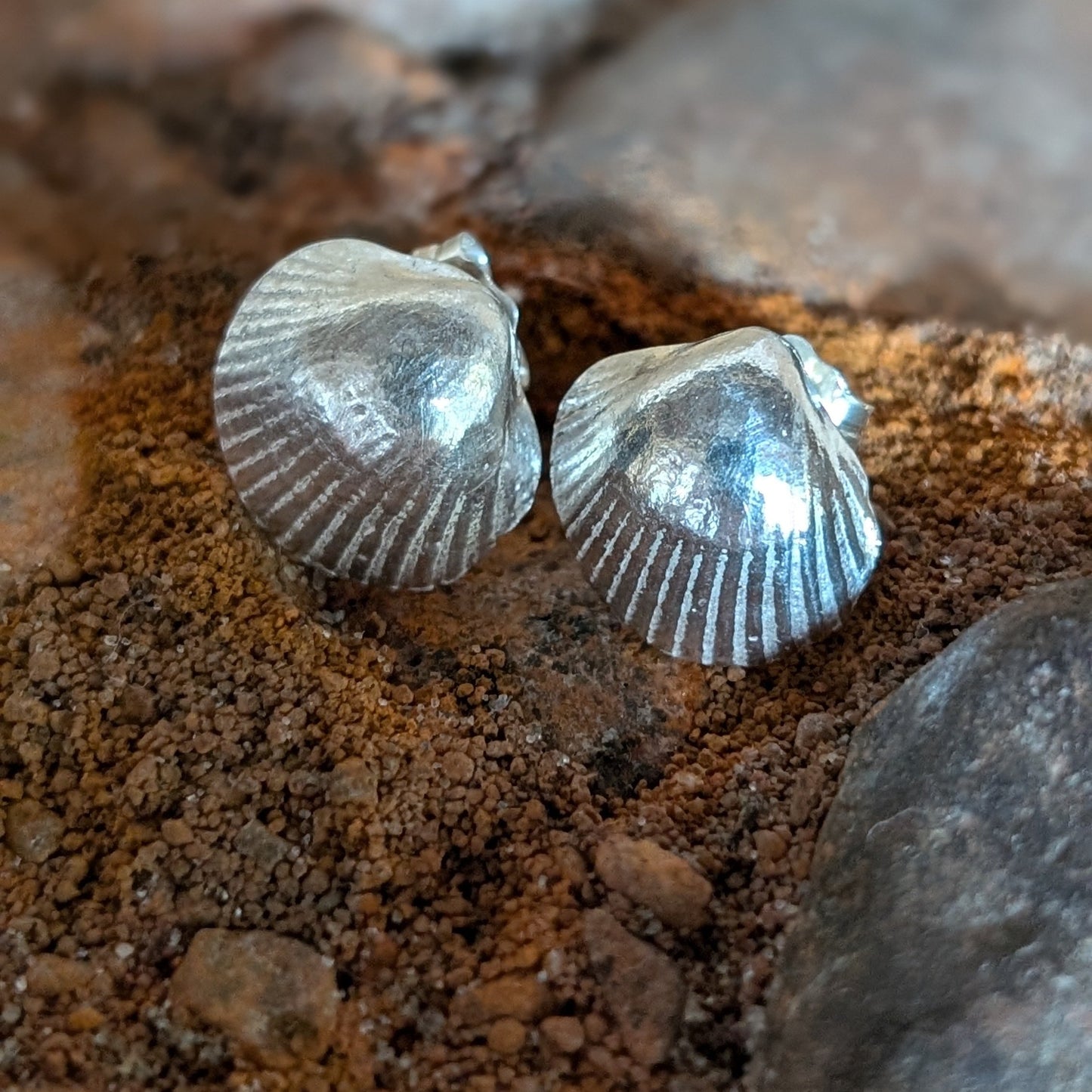 Medium Silver cockle shell stud earrings