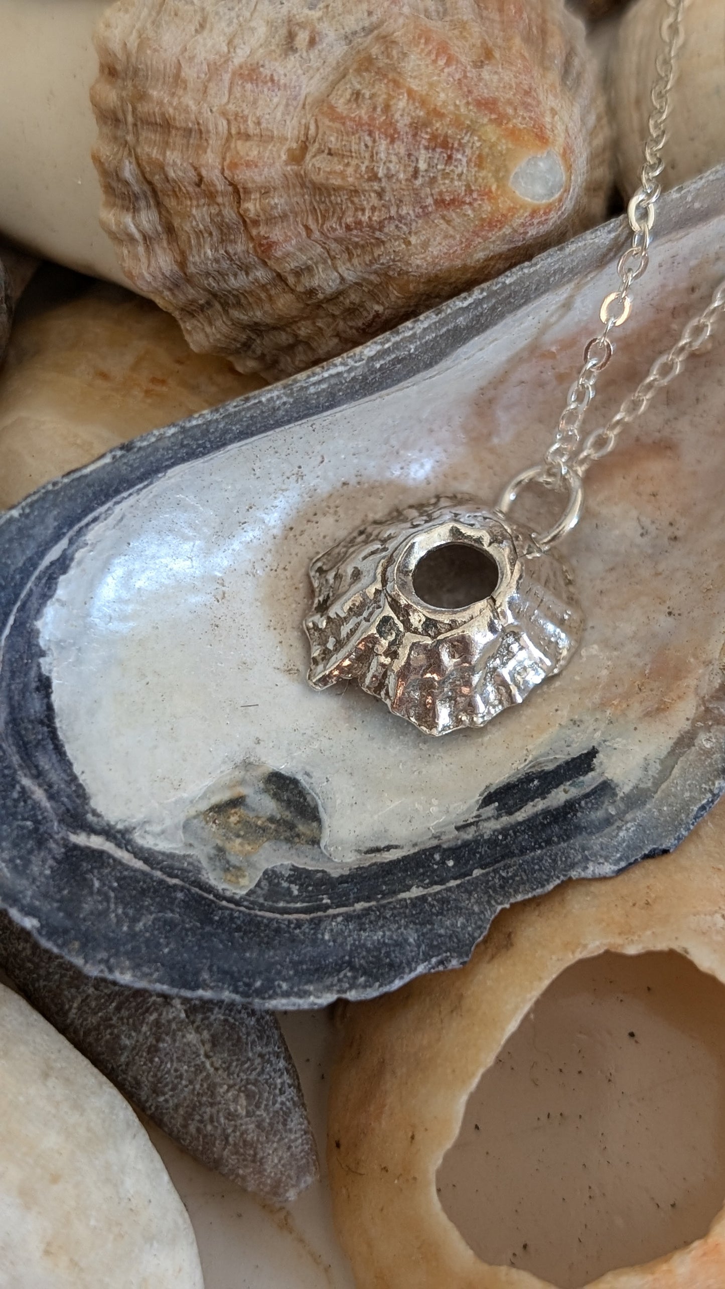 Open Barnacle shell solid silver pendant and chain