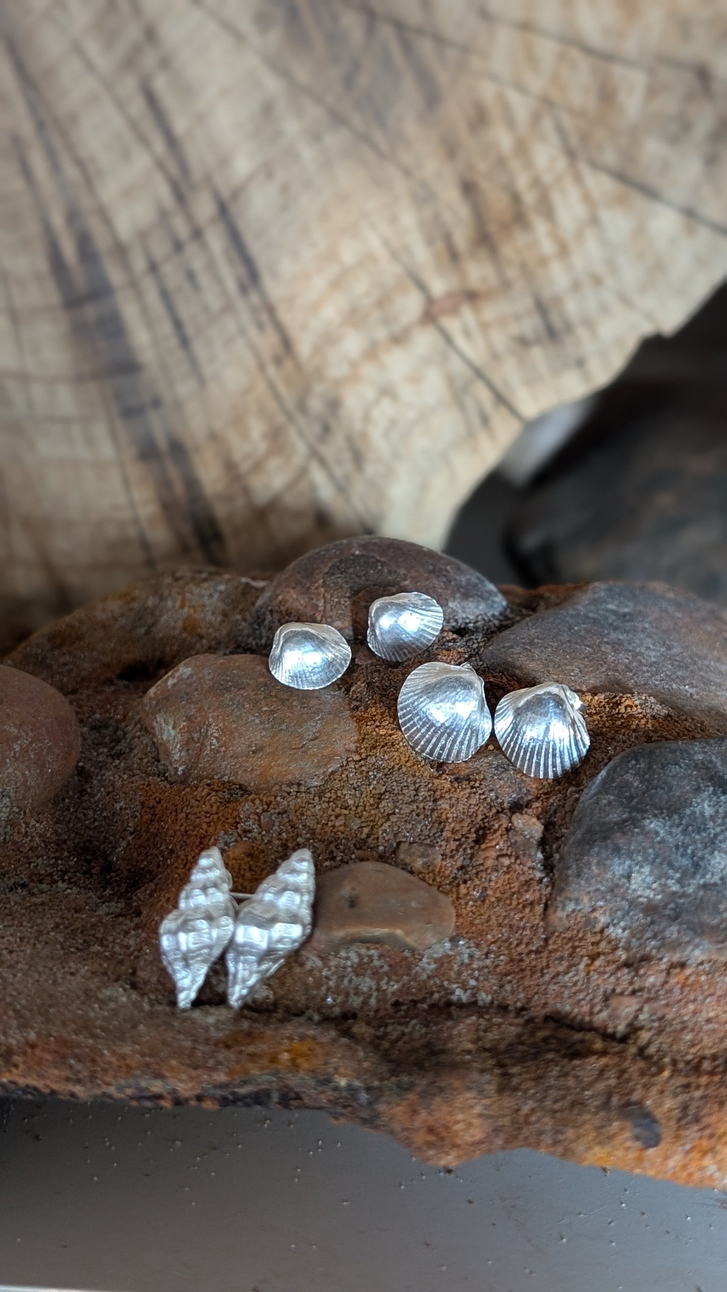 Medium Silver cockle shell stud earrings