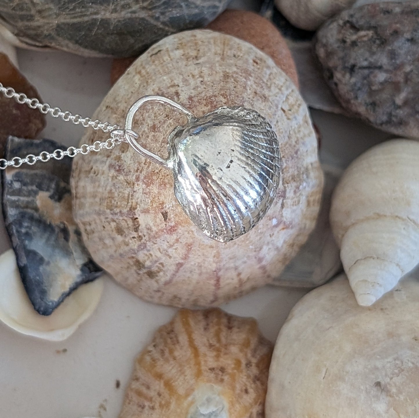 Cockle shell solid silver pendant and chain